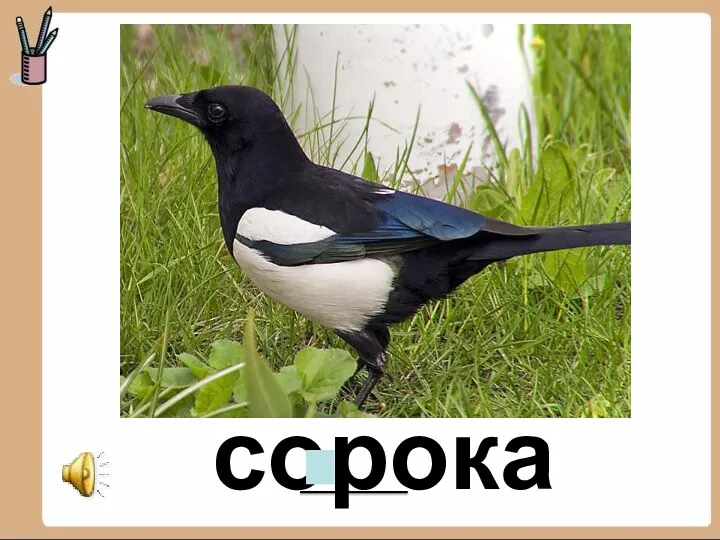 сорока