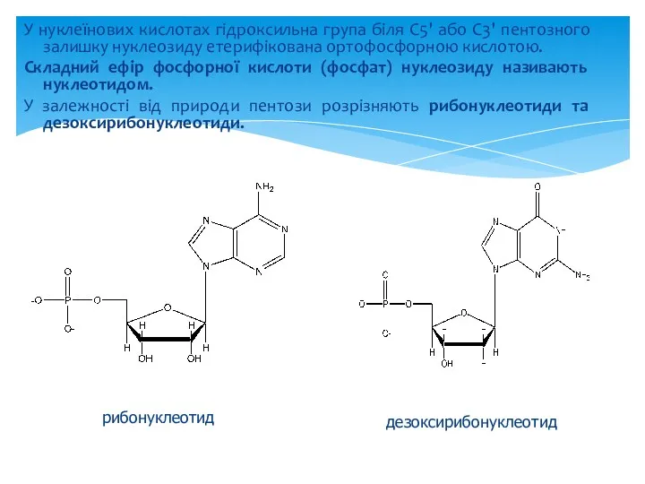 У нуклеїнових кислотах гідроксильна група біля С5' або С3' пентозного