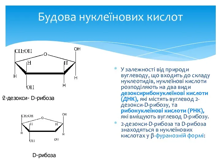 Будова нуклеїнових кислот У залежності від природи вуглеводу, що входить