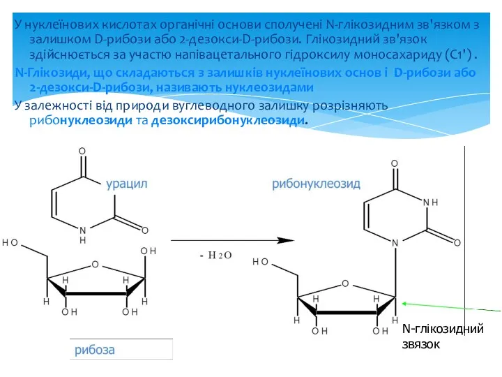 У нуклеїнових кислотах органічні основи сполучені N-глікозидним зв'язком з залишком