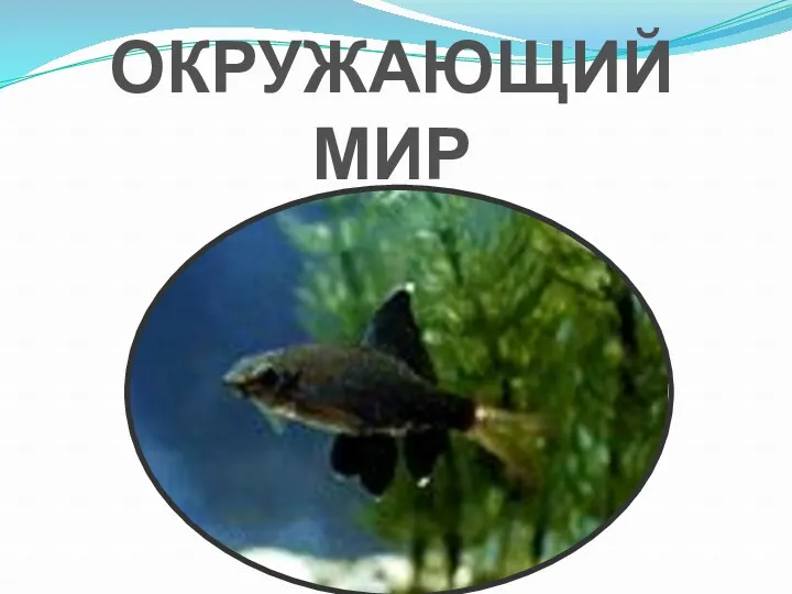 ОКРУЖАЮЩИЙ МИР