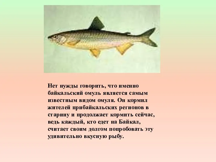 Нет нужды говорить, что именно байкальский омуль является самым известным