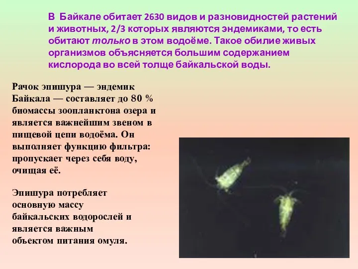 В Байкале обитает 2630 видов и разновидностей растений и животных,