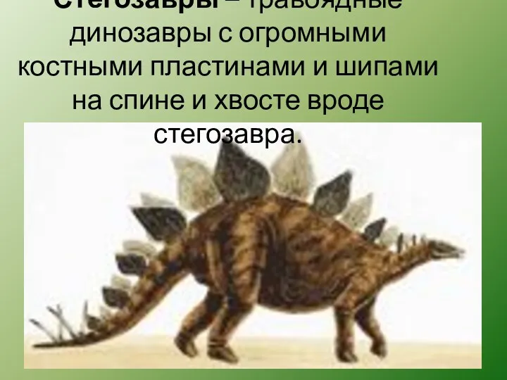 Стегозавры – травоядные динозавры с огромными костными пластинами и шипами на спине и хвосте вроде стегозавра.