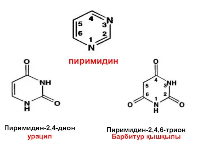 пиримидин Пиримидин-2,4,6-трион Барбитур қышқылы Пиримидин-2,4-дион урацил