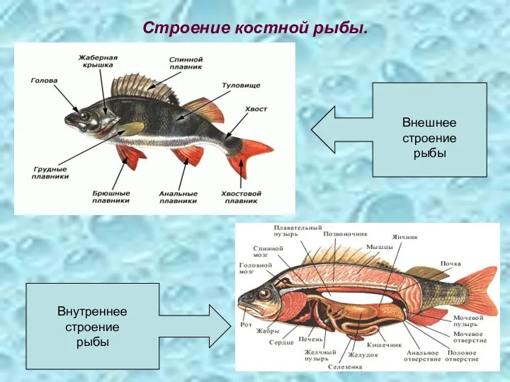 Строение костной рыбы. Внешнее строение рыбы Внутреннее строение рыбы