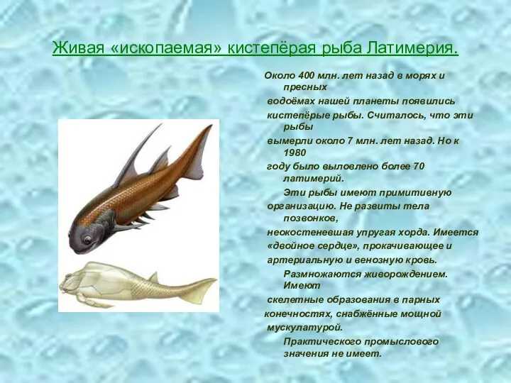 Живая «ископаемая» кистепёрая рыба Латимерия. Около 400 млн. лет назад