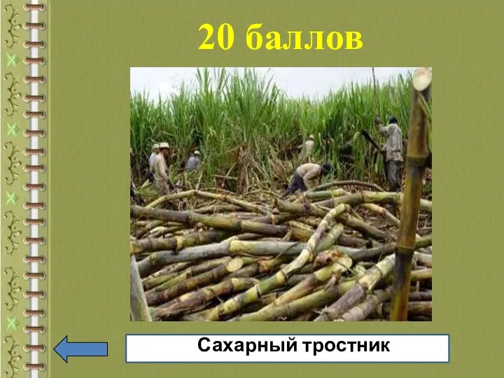 20 баллов Сахарный ссстростник Сахарный тростник