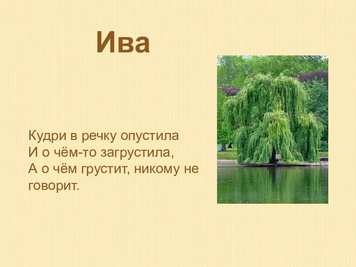 Кудри в речку опустила И о чём-то загрустила, А о чём грустит, никому не говорит. Ива