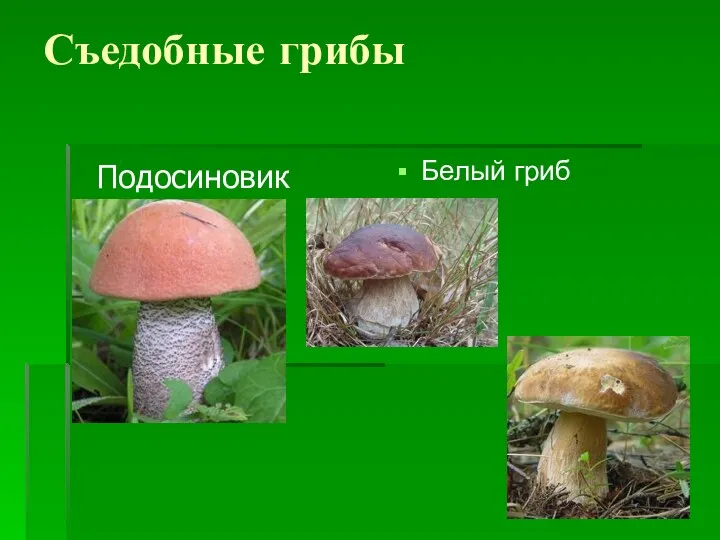 Съедобные грибы Белый гриб Подосиновик