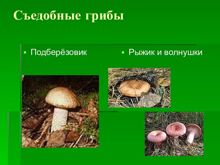 Съедобные грибы Подберёзовик Рыжик и волнушки