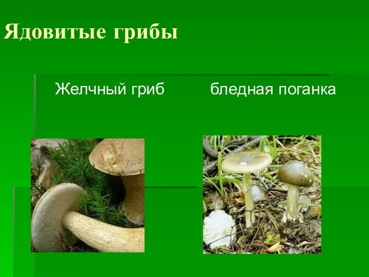 Ядовитые грибы Желчный гриб бледная поганка