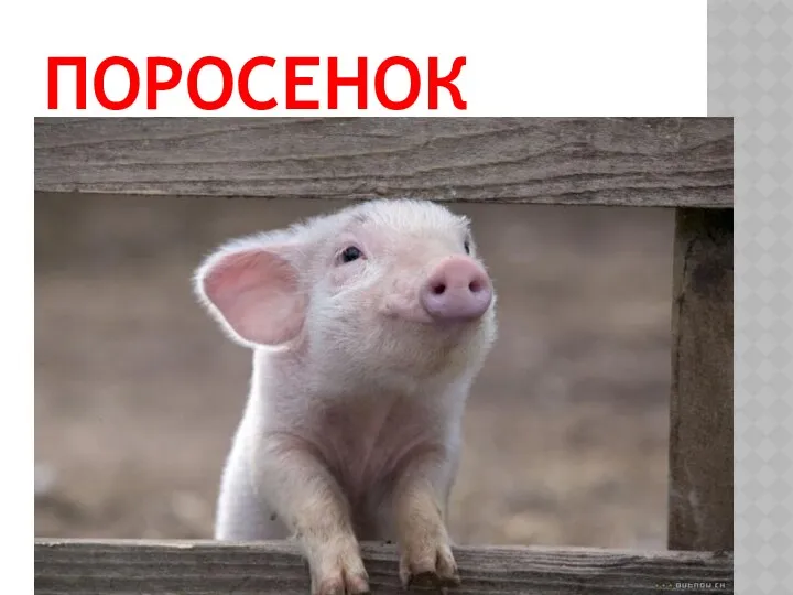 Поросенок