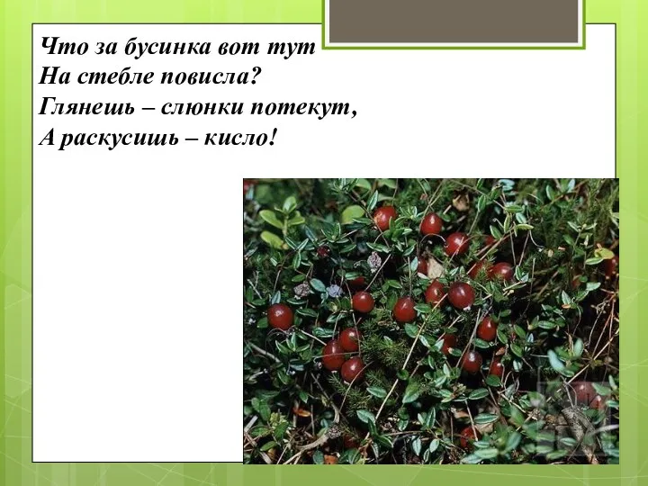 Что за бусинка вот тут На стебле повисла? Глянешь – слюнки потекут, А раскусишь – кисло!