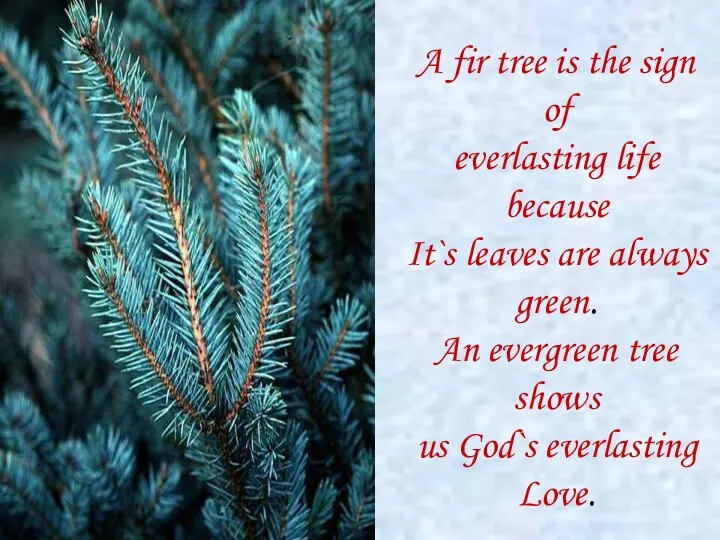 A fir tree is the sign of everlasting life because It`s leaves are