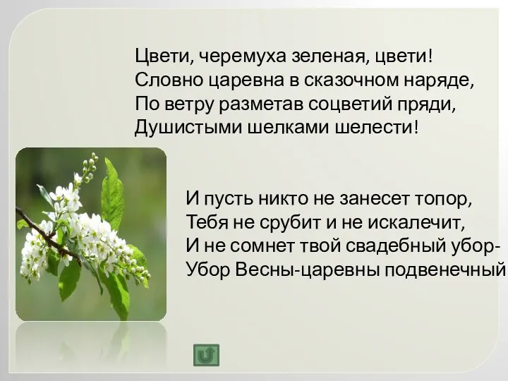 Цвети, черемуха зеленая, цвети! Словно царевна в сказочном наряде, По ветру разметав соцветий