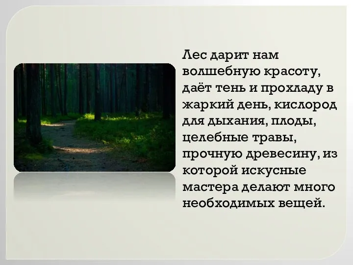 Лес дарит нам волшебную красоту, даёт тень и прохладу в жаркий день, кислород