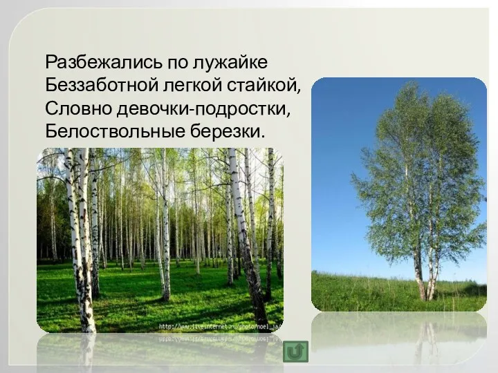 Разбежались по лужайке Беззаботной легкой стайкой, Словно девочки-подростки, Белоствольные березки.