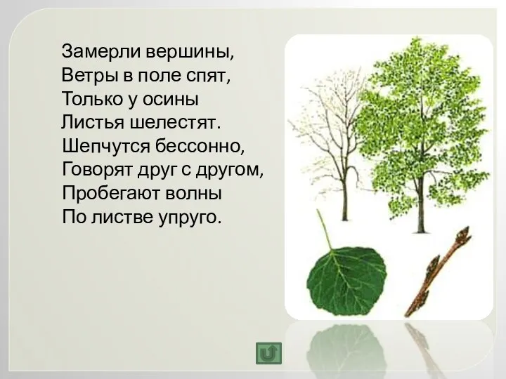 Замерли вершины, Ветры в поле спят, Только у осины Листья шелестят. Шепчутся бессонно,