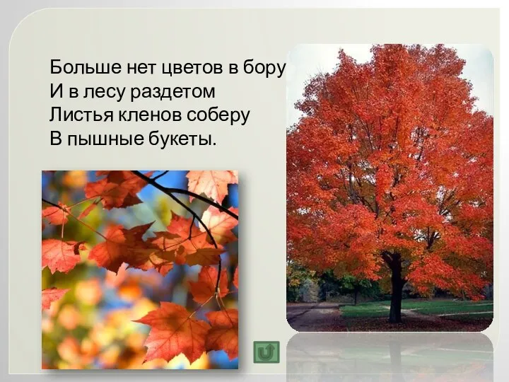 Больше нет цветов в бору, И в лесу раздетом Листья кленов соберу В пышные букеты.