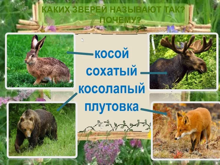 Каких зверей называют так? Почему? косой сохатый косолапый плутовка