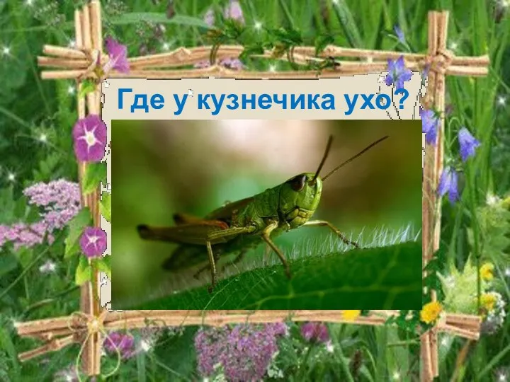 Где у кузнечика ухо?