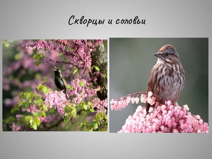 Скворцы и соловьи