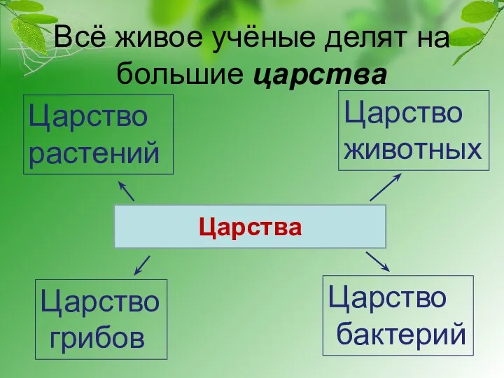 Всё живое учёные делят на большие царства Царства Царство растений Царство животных Царство грибов Царство бактерий