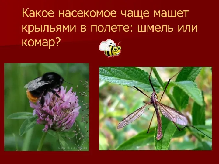 Какое насекомое чаще машет крыльями в полете: шмель или комар?