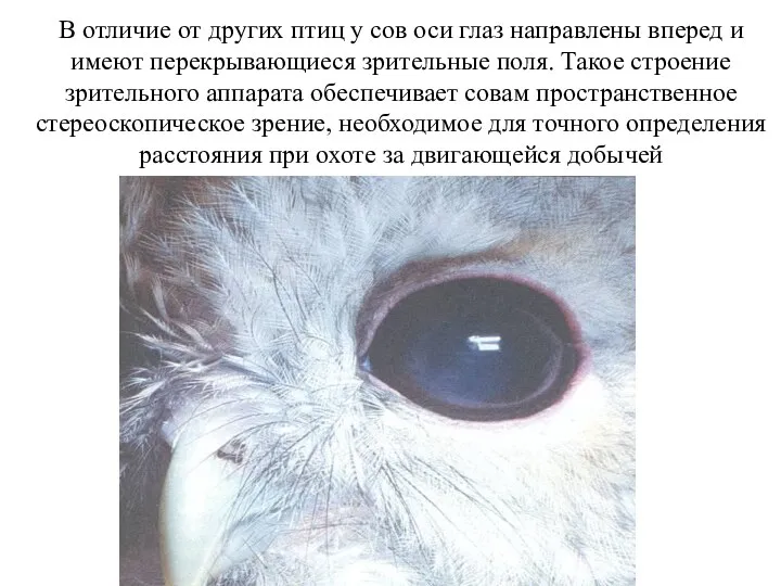 В отличие от других птиц у сов оси глаз направлены