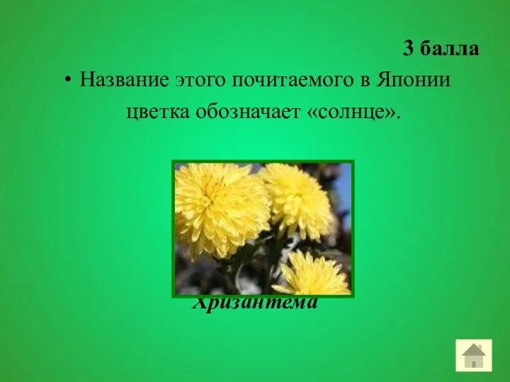 3 балла Название этого почитаемого в Японии цветка обозначает «солнце». Хризантема