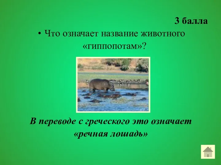 3 балла Что означает название животного «гиппопотам»? В переводе с греческого это означает «речная лошадь»