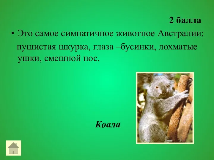 2 балла Это самое симпатичное животное Австралии: пушистая шкурка, глаза –бусинки, лохматые ушки, смешной нос. Коала