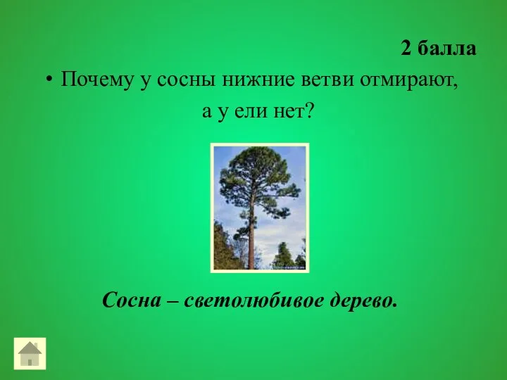 2 балла Почему у сосны нижние ветви отмирают, а у ели нет? Сосна – светолюбивое дерево.