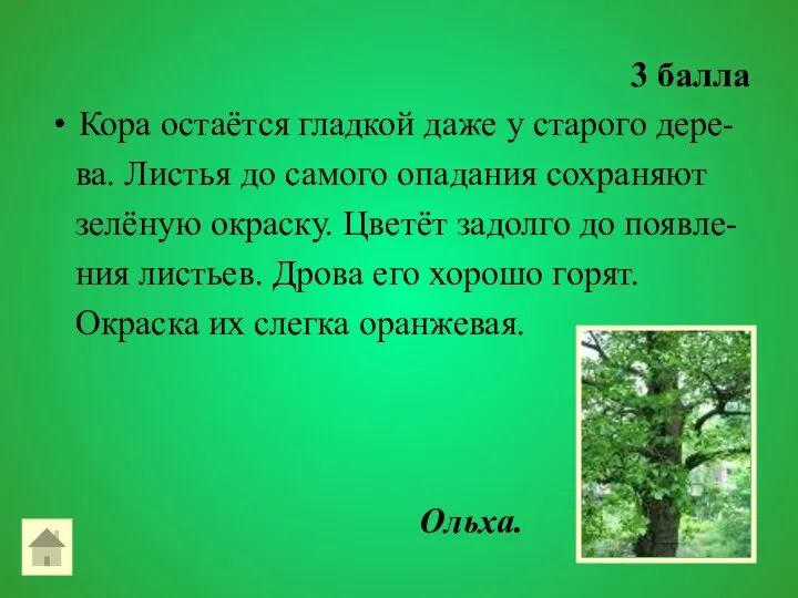 3 балла Кора остаётся гладкой даже у старого дере- ва.