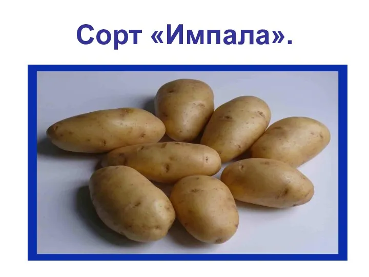 Сорт «Импала».