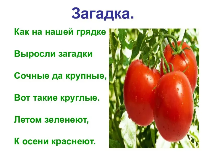 Загадка. Как на нашей грядке Выросли загадки Сочные да крупные, Вот такие круглые.