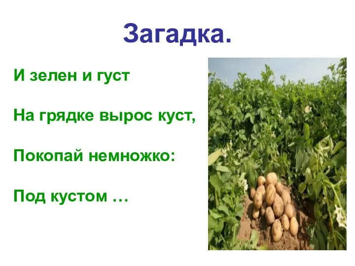 Загадка. И зелен и густ На грядке вырос куст, Покопай немножко: Под кустом …