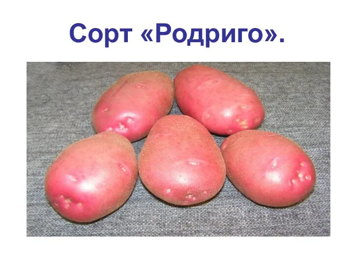 Сорт «Родриго».