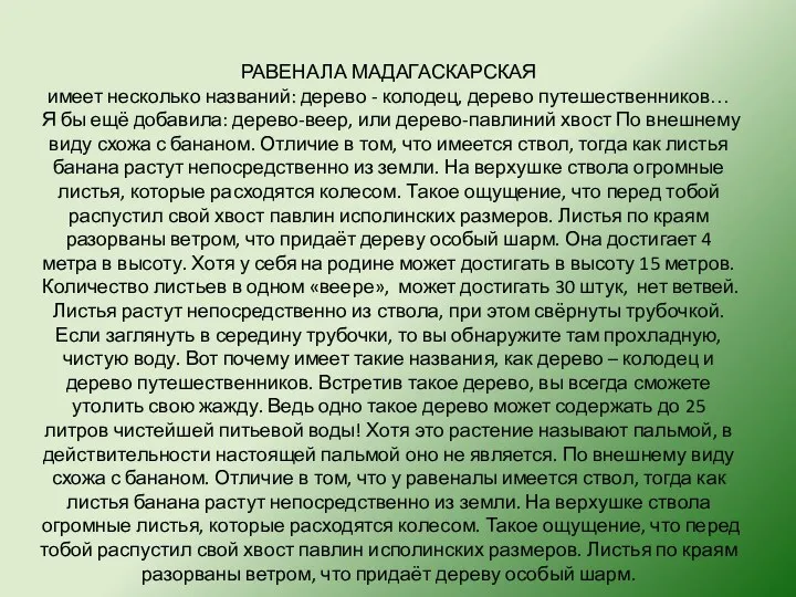 РАВЕНАЛА МАДАГАСКАРСКАЯ имеет несколько названий: дерево - колодец, дерево путешественников…