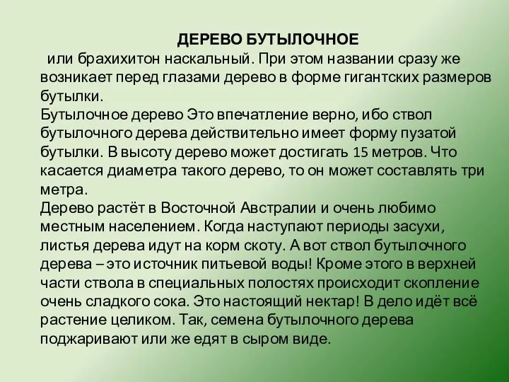 ДЕРЕВО БУТЫЛОЧНОЕ или брахихитон наскальный. При этом названии сразу же