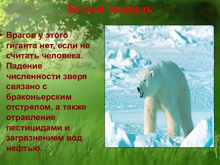 Белый медведь Врагов у этого гиганта нет, если не считать