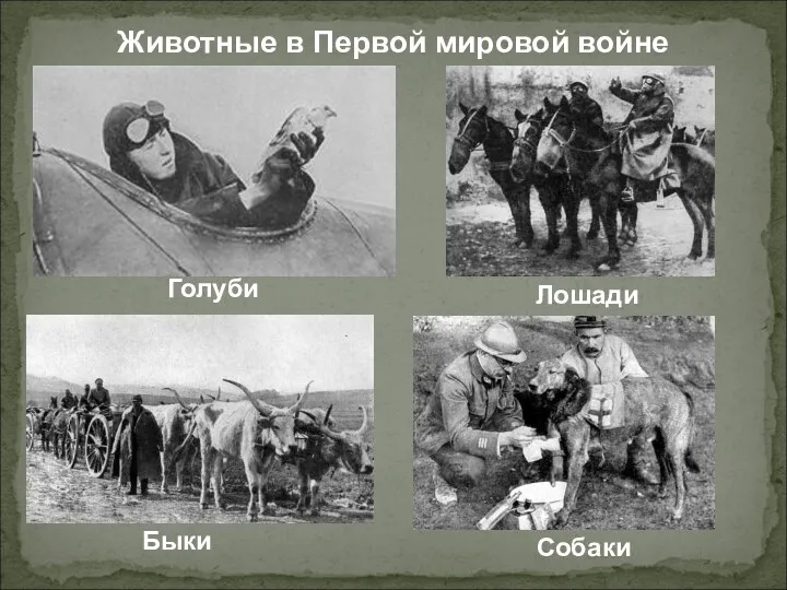 Голуби Лошади Быки Собаки Животные в Первой мировой войне