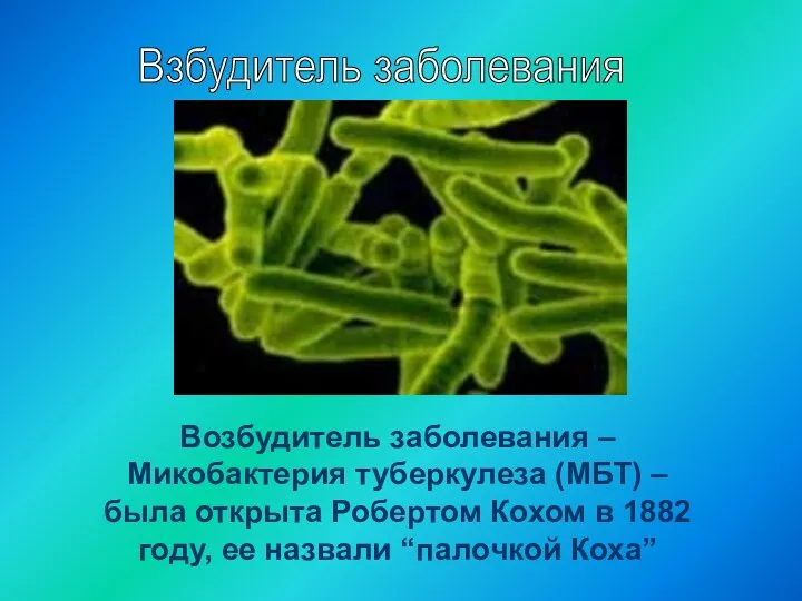 Взбудитель заболевания Возбудитель заболевания – Микобактерия туберкулеза (МБТ) – была