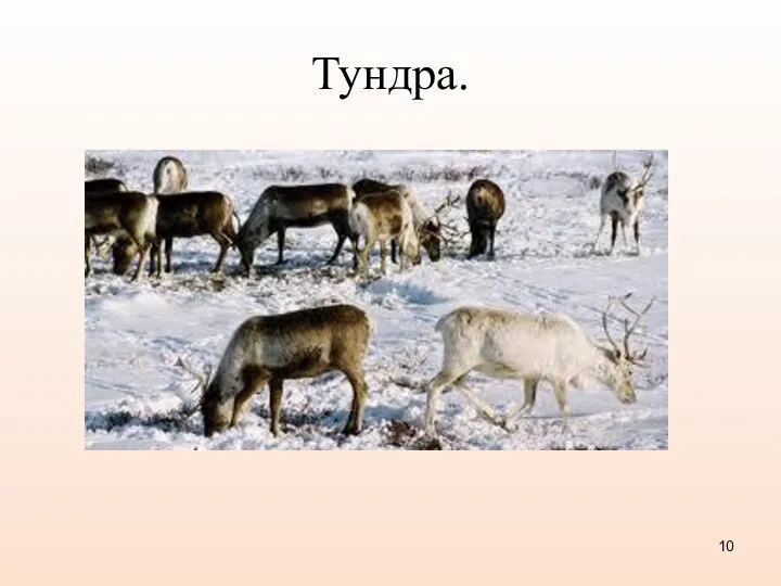 Тундра.