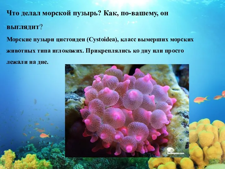 Что делал морской пузырь? Как, по-вашему, он выглядит? Морские пузыри