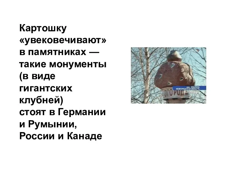 Картошку «увековечивают» в памятниках — такие монументы (в виде гигантских