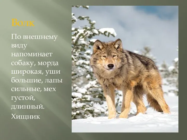 Волк По внешнему виду напоминает собаку, морда широкая, уши большие, лапы сильные, мех густой, длинный. Хищник