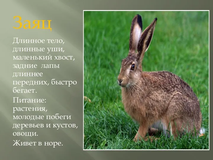 Заяц Длинное тело, длинные уши, маленький хвост, задние лапы длиннее передних, быстро бегает.