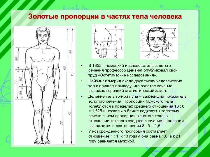 Золотые пропорции в частях тела человека В 1855 г. немецкий